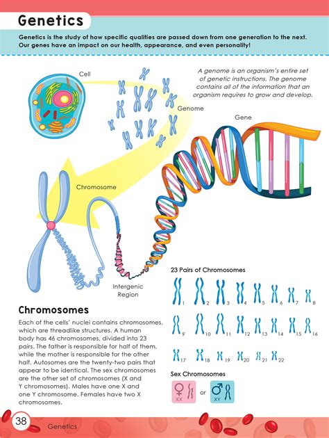 Learning is Fun. AMAZING FACTS-HUMAN BODY