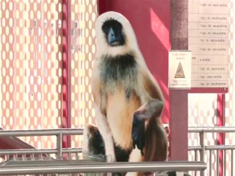 Lucknow Metro Places Cutouts Of Langurs At 9 Metro Stations In A Bid To