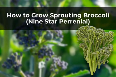 How To Grow Sprouting Broccoli Nine Star Perrenial Real Men Sow