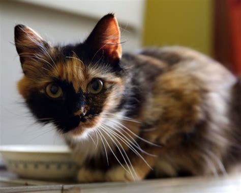 About This Cat Sapphire Adopted The Feline Connection