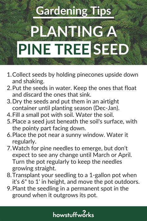 17 Best Plants That Grow Under Pine Trees Artofit