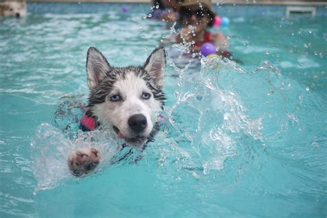 Where Can I Take My Dog Swimming Near Me in Atlanta, GA?