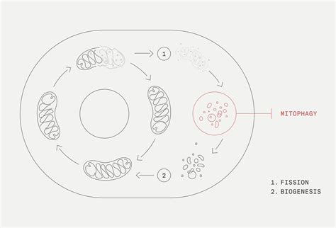 The power of autophagy in defying aging | Mitopure