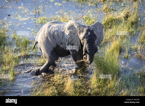 Elephant Bull At Waterhole Okavango Hi Res Stock Photography And Images