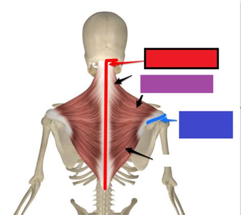 MSK Anatomy Practical Flashcards Quizlet