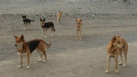 En San Pedro De Atacama Solicitan Eutanasia Para Perros