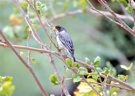 Foto Golinho Sporophila Albogularis Por Carol Santos Wiki Aves A