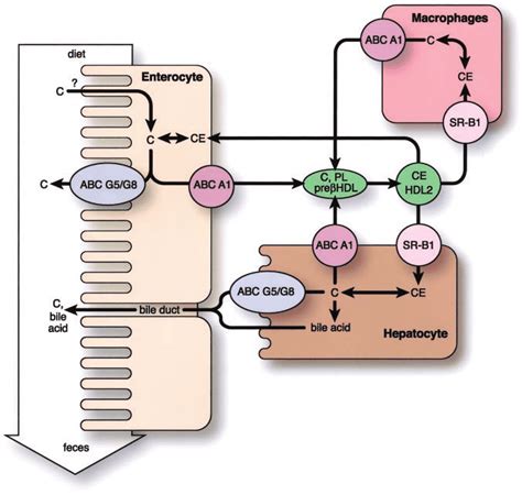 Polarity Of Cholesterol Efflux From The Liver And Intestine Abca1 Is A