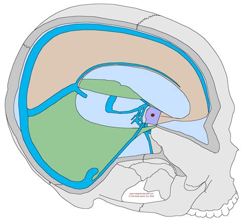 Simplified Explanation Of The Craniosacral System Integrative Works