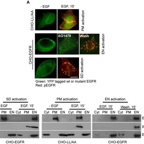 A Co Immunoprecipitation Co IP Of EGFR With Downstream Signaling