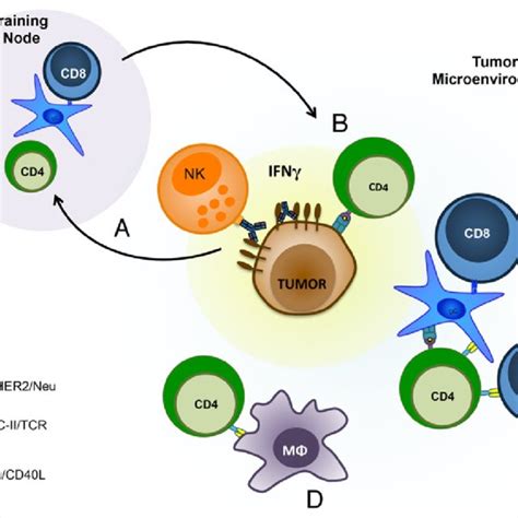 Cd4 T Cells And Cd40c40l Interactions In The Tumor Microenvironment