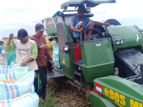 Gunakan Mesin Panen Padi Jadi Lebih Cepat