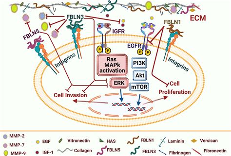 Frontiers Egfr Dependent Extracellular Matrix Protein Interactions