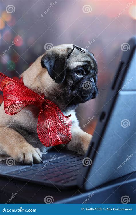 The Pug Is Working At The Computer A Red Bow On The Dog S Neck A Pug