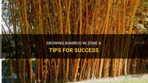 Growing Bamboo In Zone 6 Tips For Success Shuncy