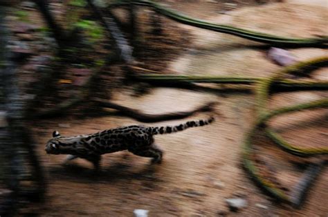 A Captive Federally Endangered Margay Leopardus Wiedii At The