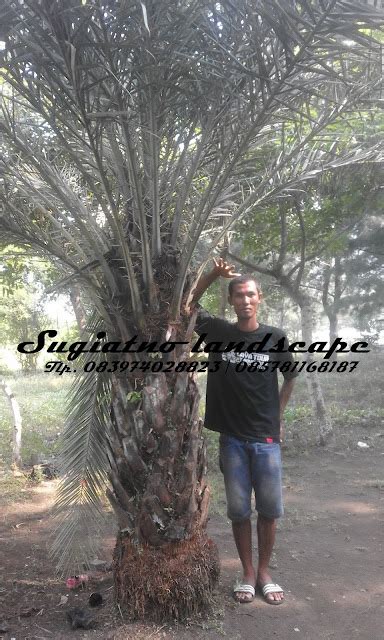 Jual Pohon Kurma Berbuah Tukang Taman Grosir Tanaman Hias