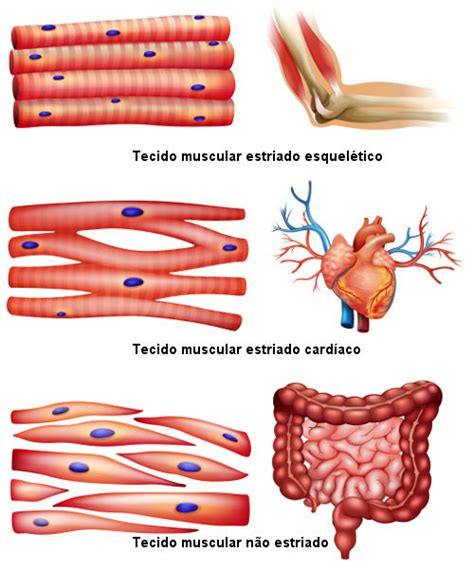 Sistema muscular tipos e funções dos músculos Brasil Escola