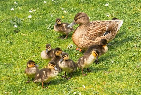 Des Oiseaux Canards Colvert Photo Gratuite Sur Pixabay