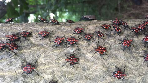 What Type Of Damage Does The Spotted Lanternfly Make? | Spotted LanternFly