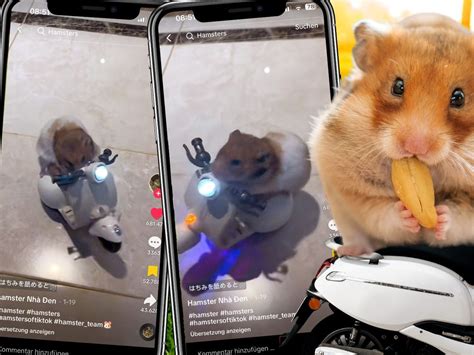 Hamster Auf Abwegen Der Mini Moped Fahrer VOL AT