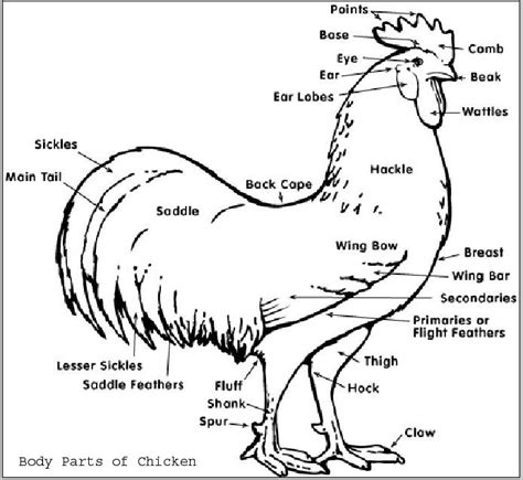 Body Parts Of Chicken All You Need To Know About Different Body Parts