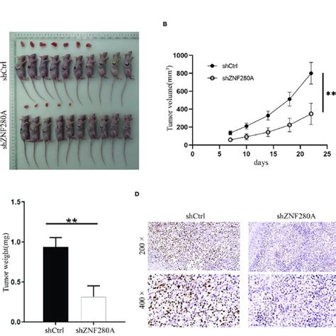 Znf280a Knockdown Inhibits The Tumor Tumorigenesis Of Crc In Vivo A