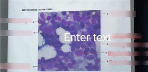 Blood Cells Diagram Quizlet