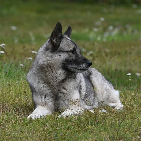 Norwegian Elkhound Pedigree Database