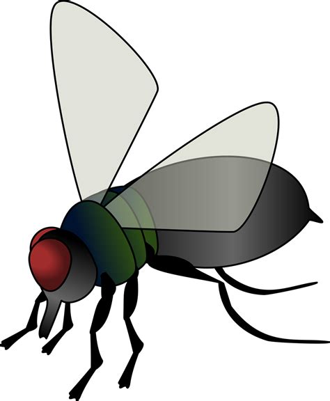 Download Fly Insect Critter Royalty Free Vector Graphic Pixabay