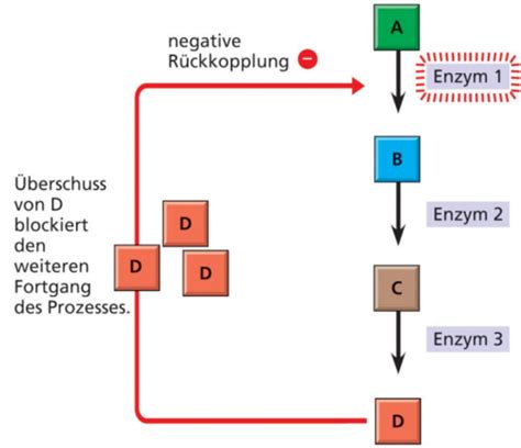 Biologie Karteikarten Quizlet