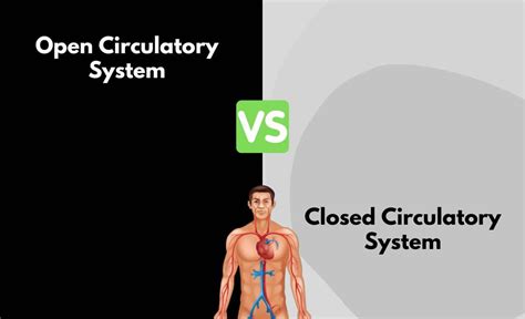 Open And Closed Circulatory System What S The Difference Diffzy