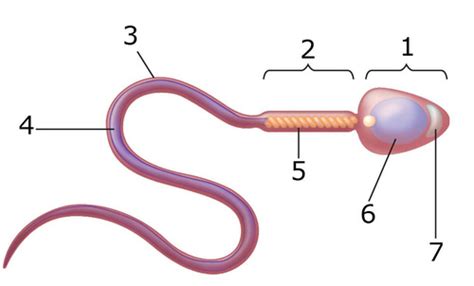 Structure Of The Sperm Flashcards Quizlet