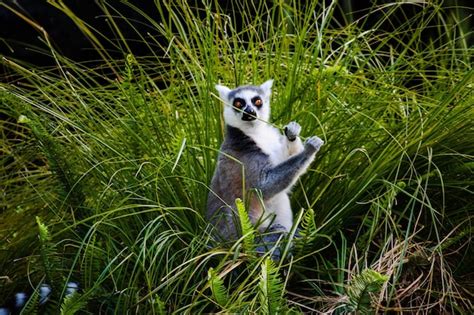 Premium Photo Cat On Grass