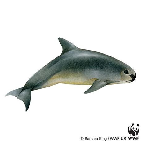 Hope for the vaquita! With fewer than 100 vaquitas... – WWF