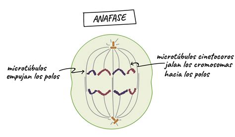 Imagenes De Las Fases De La Mitosis