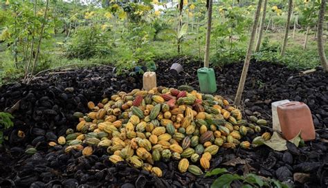 Los residuos del cacao una alternativa para la elaboración de