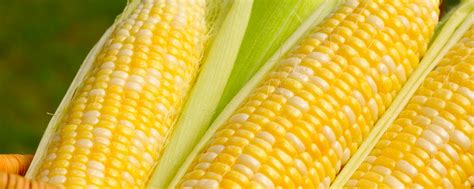 Why Is Sweet Corn Sweet Carroll County Grown
