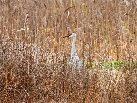 Sandhill Crane Walking In Marsh Grass Habitat In Nys Stock Photo