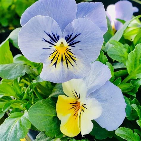 Pansies - Vibrant and Cheerful Flowers for Your Garden