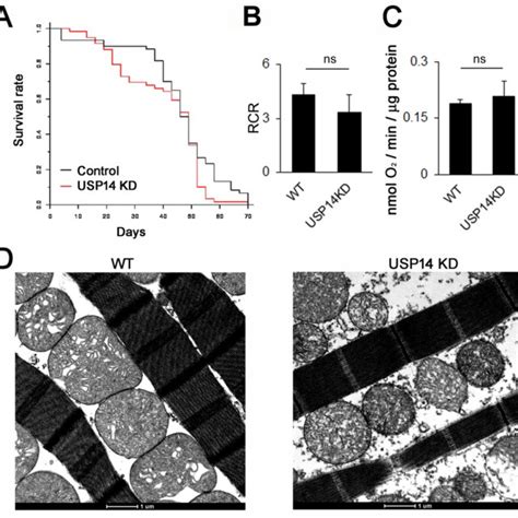 Figure S Usp Knock Down In Vivo Shows No Alteration In