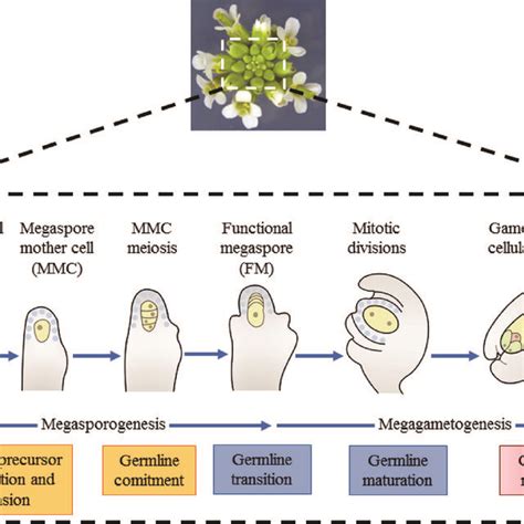 Female Germline Development In Arabidopsis Thaliana The Developmental