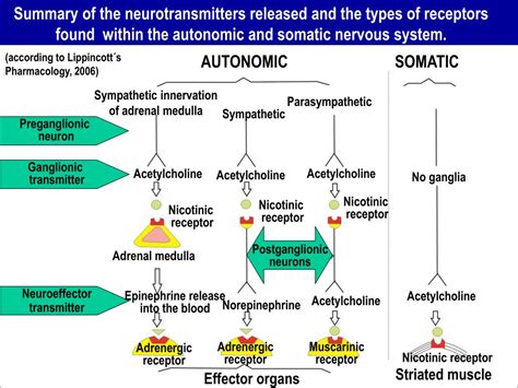 Ppt Adrenergic Agonists And Antagonists Powerpoint Presentation Free