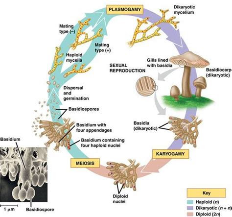 Fungi Life Cycle Asexual Rana Menendez