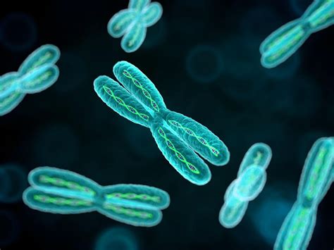 Chromosome 16 Disorders and Health