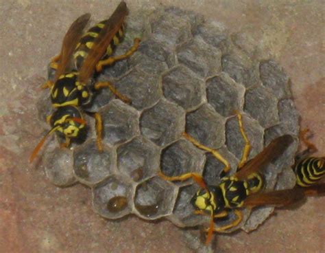 European Paper Wasp Nest - What's That Bug?