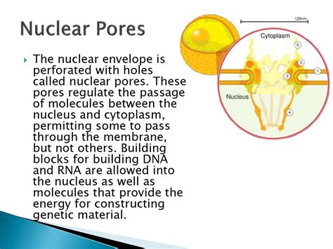 Plant Cell Nucleus Function - STRUCTURE AND FUNCTION OF CELL NUCLEUS / Maybe you would like to ...