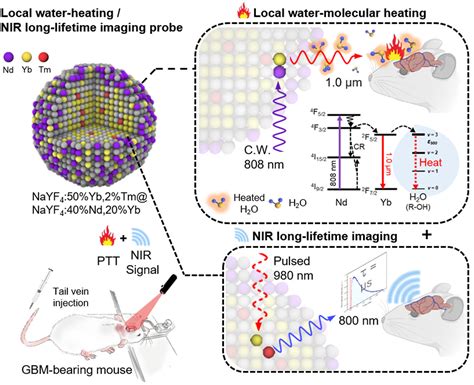 纳米人 Nat Commun：局部水分子加热策略用于近红外长寿命成像指导的胶质母细胞瘤光热治疗