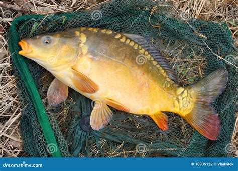 The Common Carp Cyprinus Carpio Stock Photo Image Of Detail Level