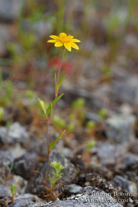 California Goldfields Lasthenia Californica Ssp Californica